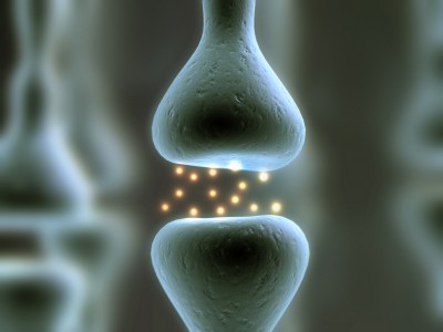 Dva nevrona, sinapsa in nevrotransmiterji