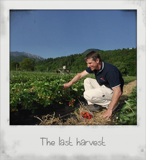 The last harvest