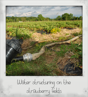 Water structuring on the strawberry fields